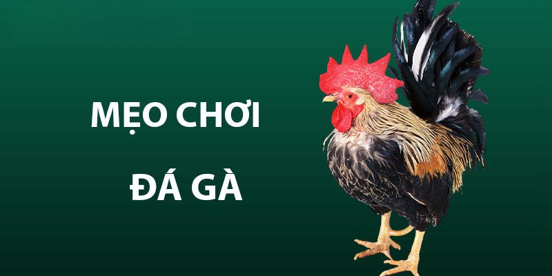 Mẹo chơi đá gà Campuchia hay như cao thủ tại SHBET