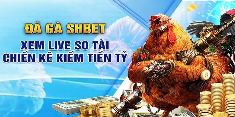 Cơ hội đổi đời cùng đá gà SHBET trong tầm tay