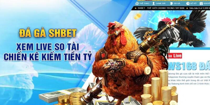 Đá gà SHBET88 với hàng trăm trận đấu mỗi ngày